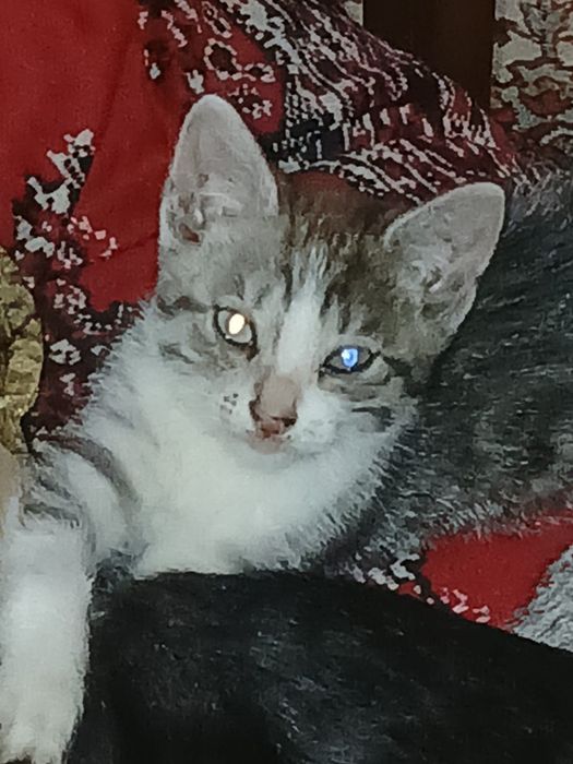 Очень хорошенькие котята