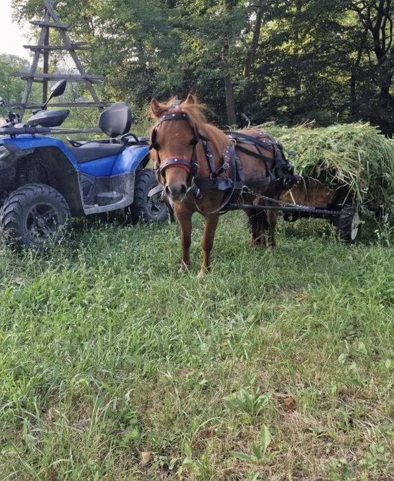 Poneița tanara, cuminte