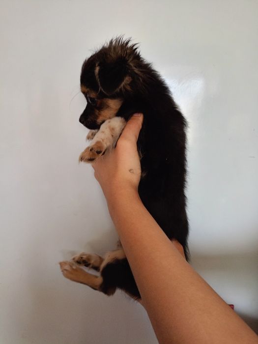 Продам щенка пинчера 4 месяца девочка