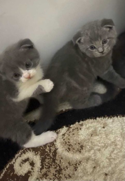 Вислаухие котята