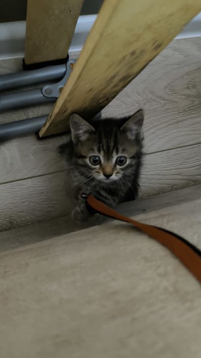 Удачный котенок Лева