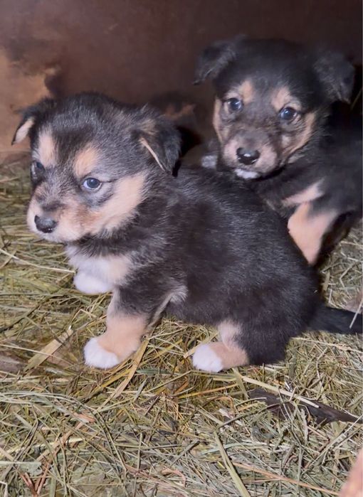 Отдадим бесплатно в добрые руки