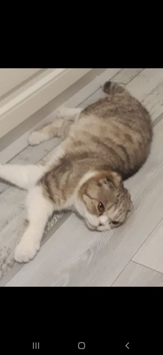 Отдам в хорошие руки