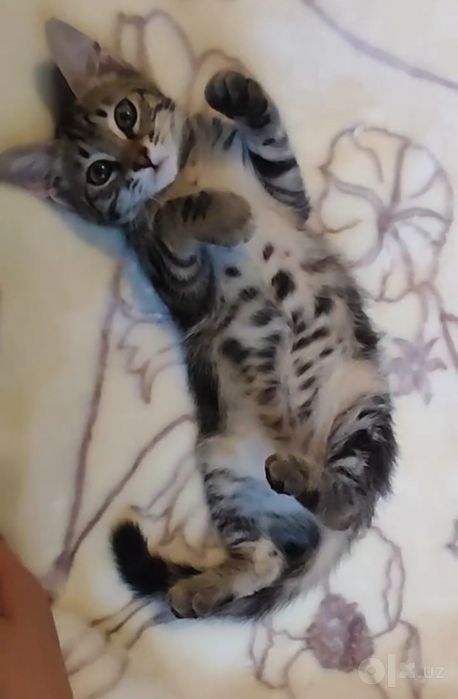 Кошка 3месячный отдам даром