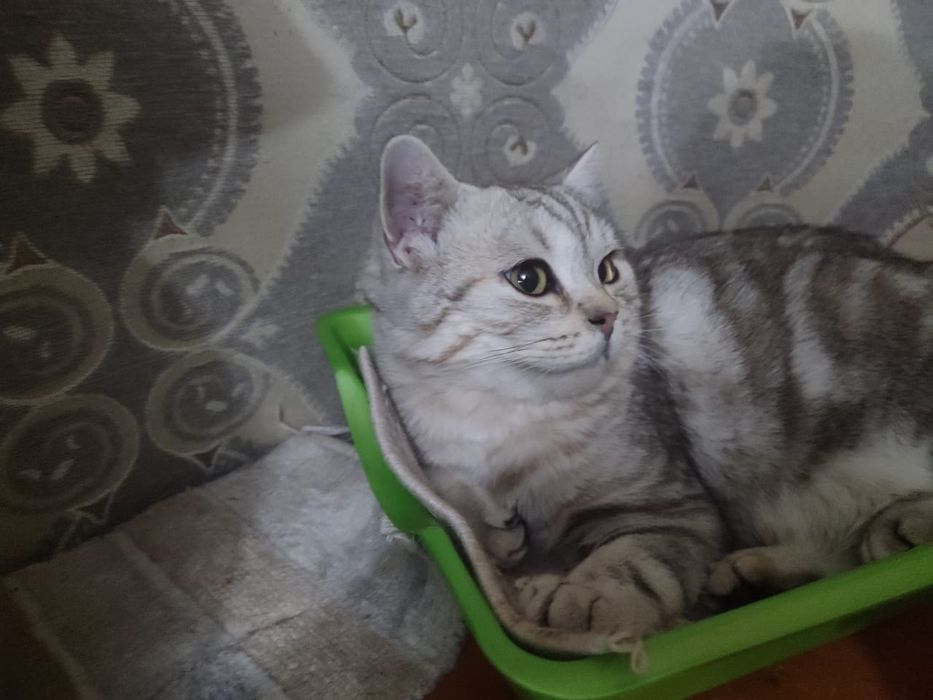 Котик шотландский прямоугольный