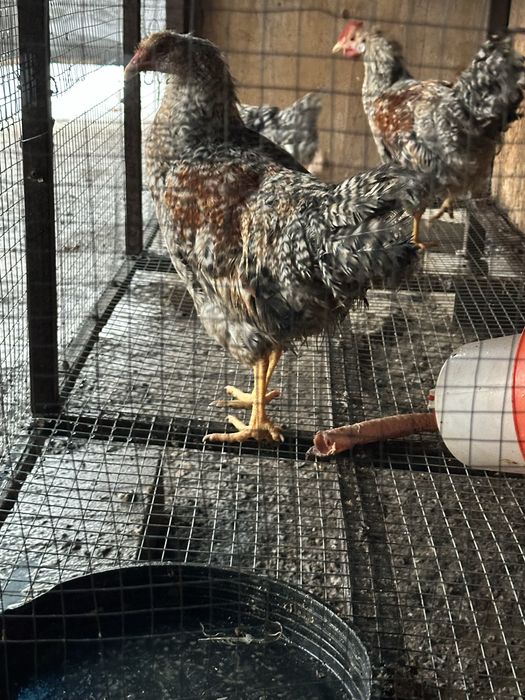 Продам Петухов