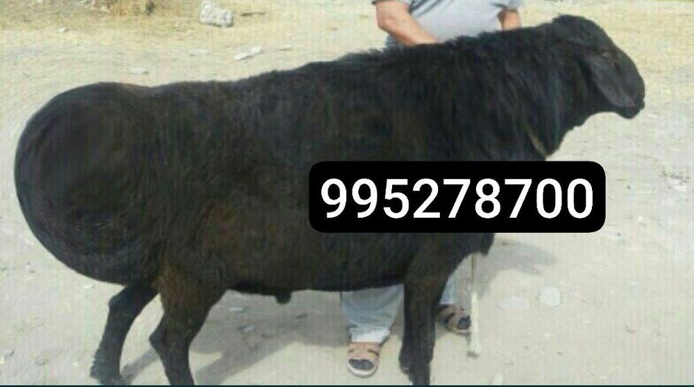 Qassob xizmati Qassob service Кассоб хизмати .