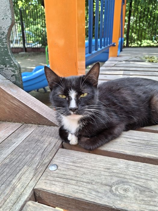 Нашли потерявшегося котика