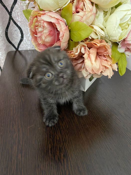 Котята скоттиш фолд