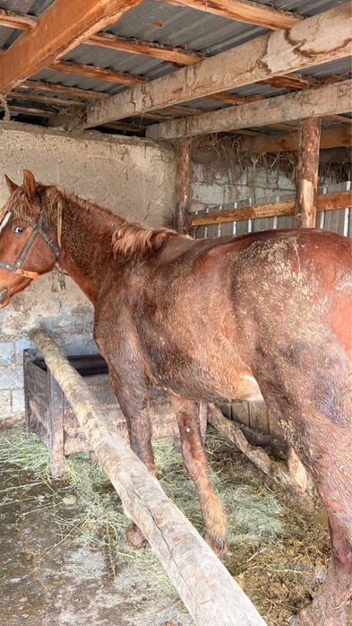 Продаётся 3-летний жеребец