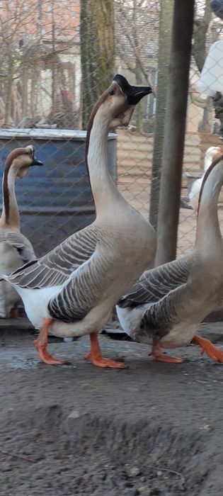 Lot gaste africane 1+4, pasari deosebite si ingrijite