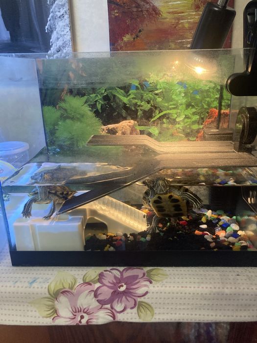 Продам 2 красноухие черепахи