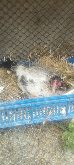Продам куреи и клушку