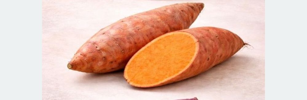 Răsaduri cartofi dulci portocalii