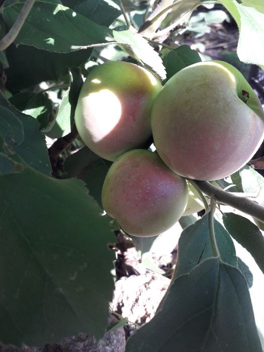 Дача в СО "Краснопартизанское"