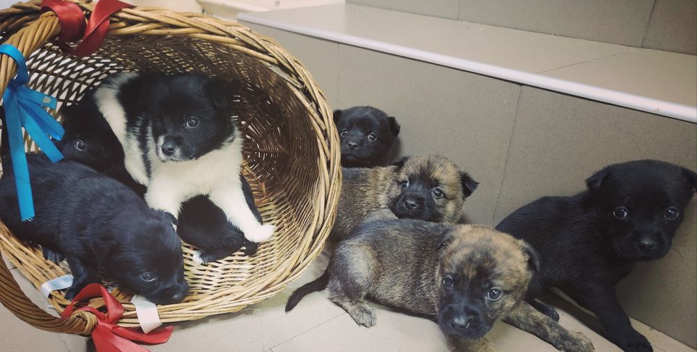 Donez catei de talie mica