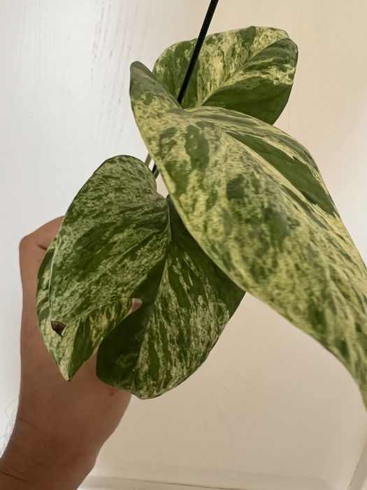 Эпипренум вариегатный