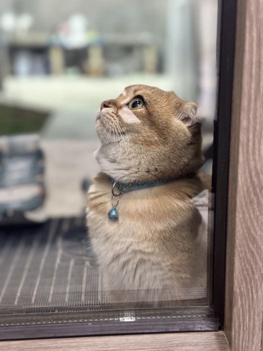 Mushuk sotiladi skotsh fold mushugi  top-toza paroda dastafka ham bor