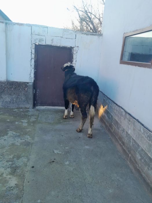 Семіз бұқа сатылады