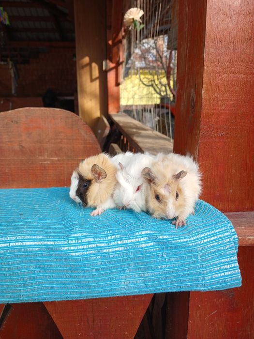 Pui de porcușori de Guineea