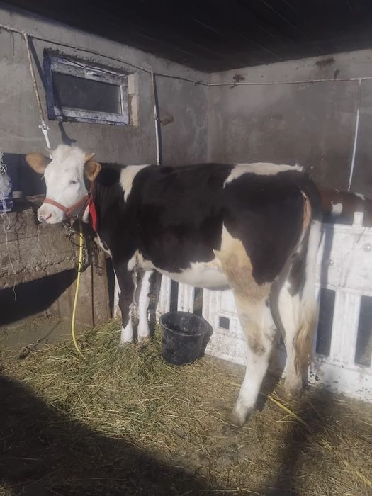 Vand junica baltata românească