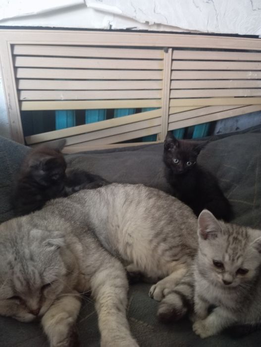 Котята 2 месяца очень умные