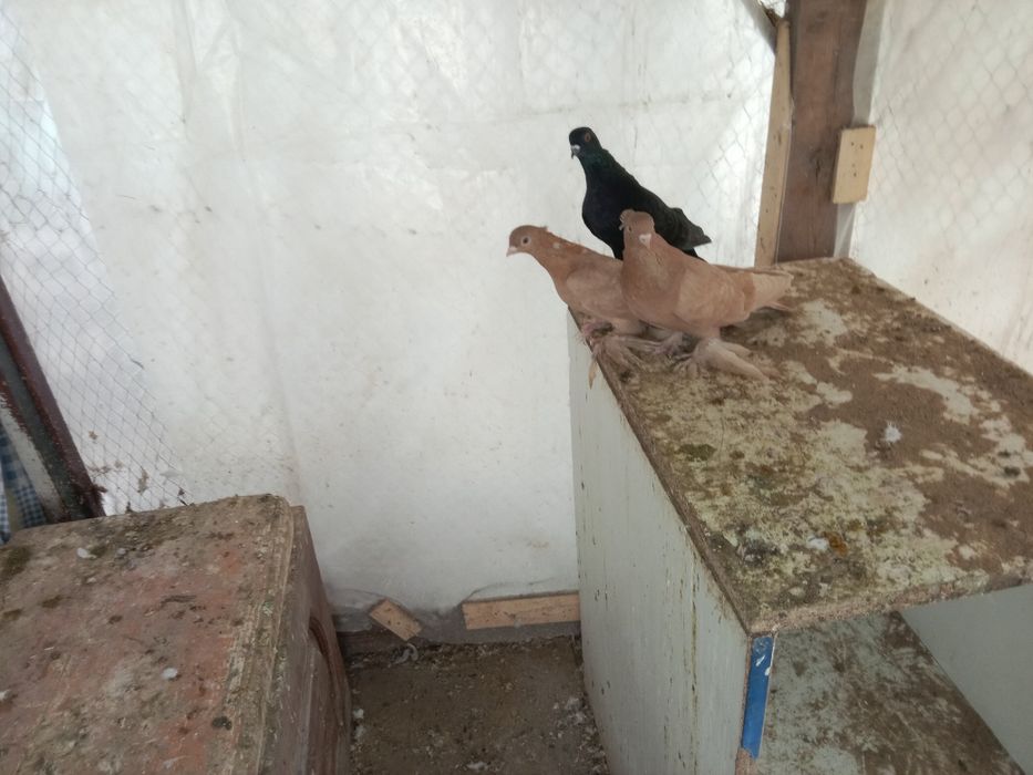 Продам голубей лет есть