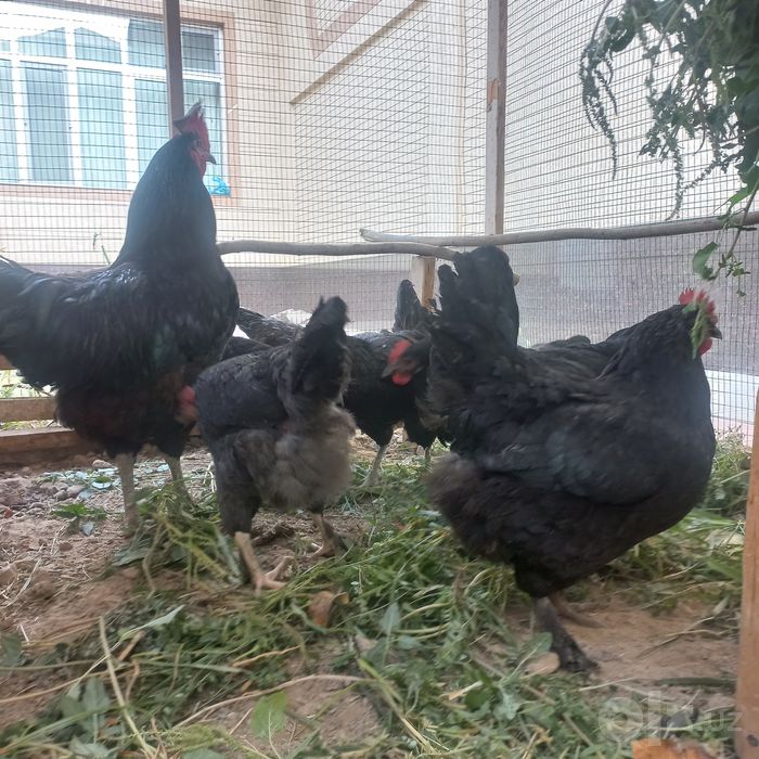 Yosh damoshniy qora tovuqlar