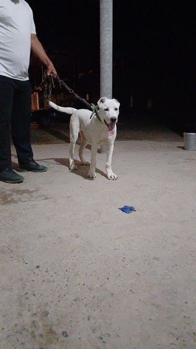 Алабай бойцовский