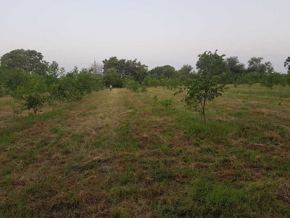 Ekin maydoni bog uchun ijaraga