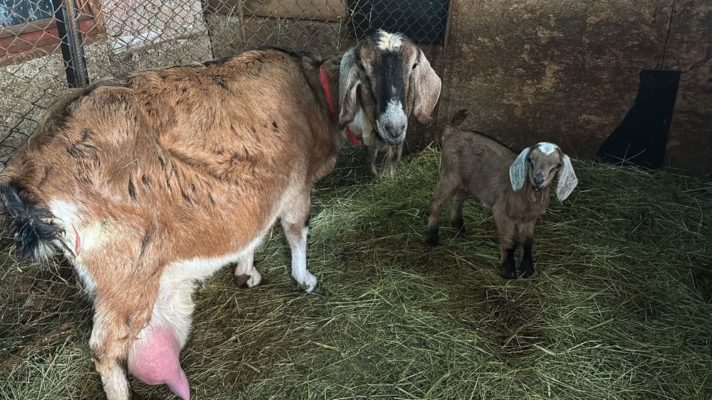 Capra anglonubian de vanzare