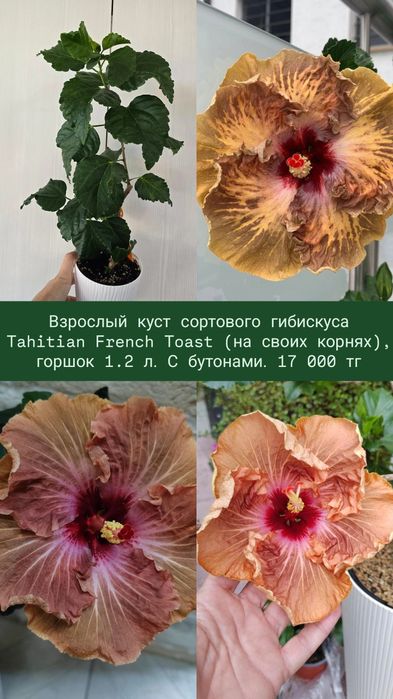 Сортовой гибискус,  китайская роза
