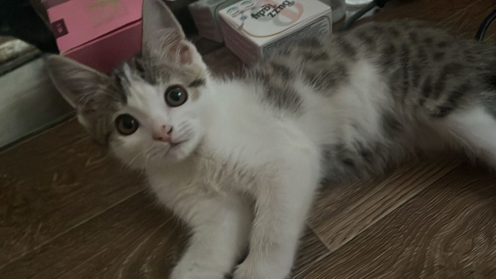 Кошка домашняя Животное