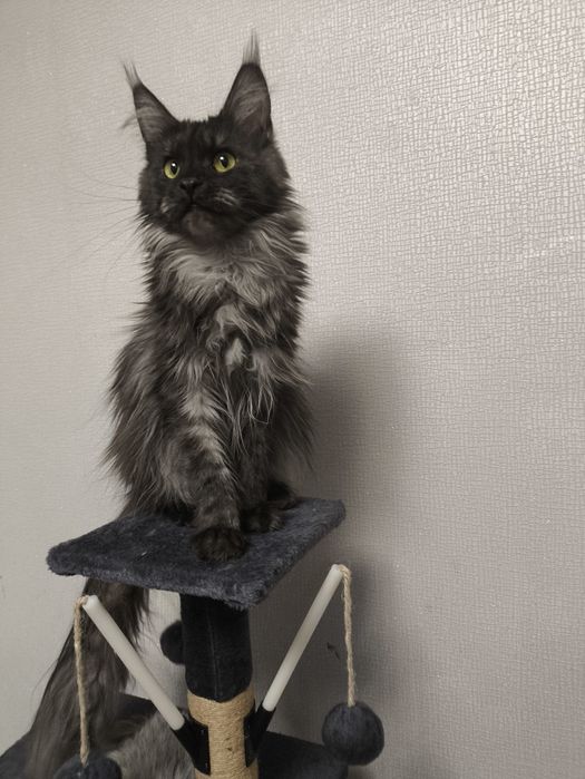 Мейнкун котятки.Милые девочки.