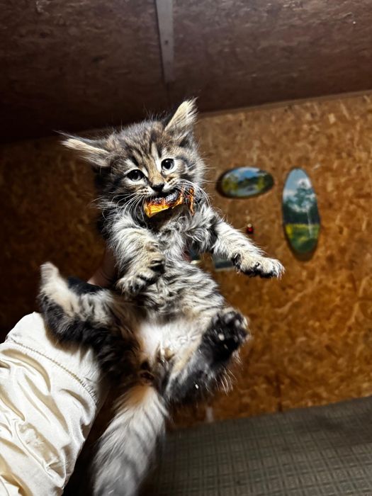 Котёнок метис мейн-кун