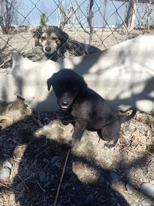 Отдам бесплатно щенка. Девочка