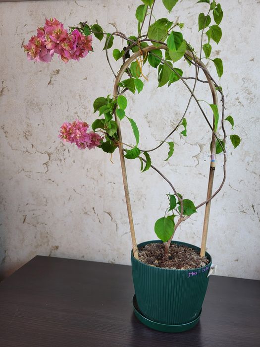 Бугенвилии  замиакулькас