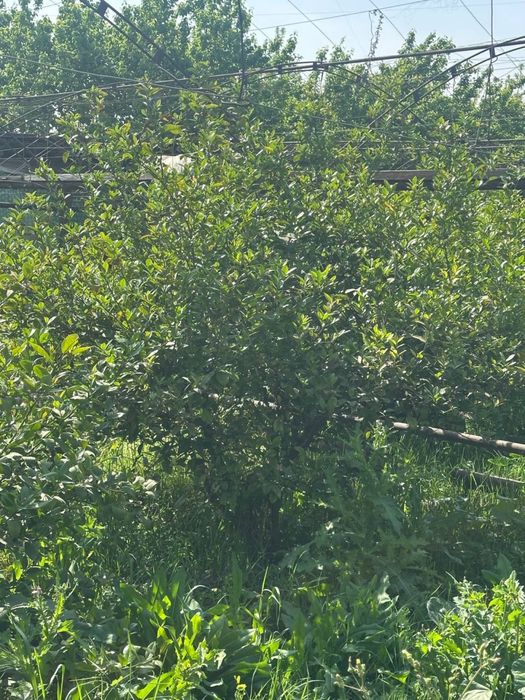 Lemon kochat 100.000.