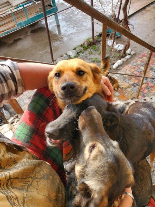 Бесплатно собаки.