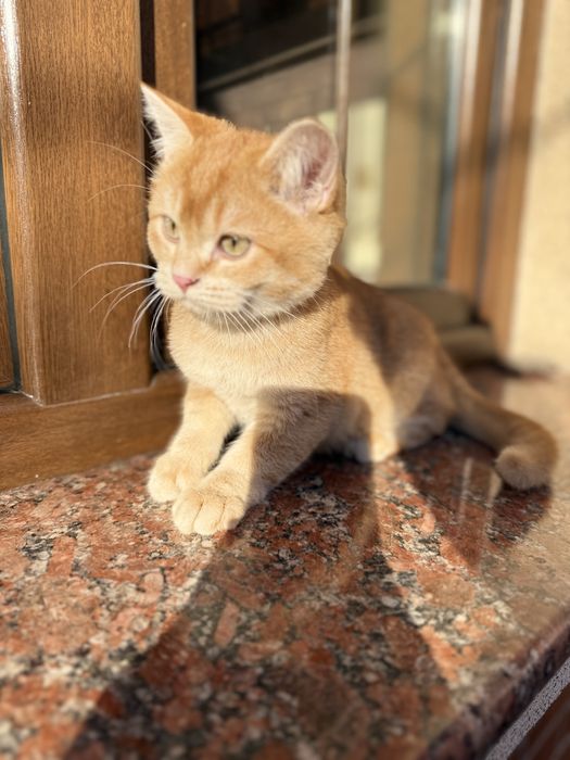 Продается котик шотландский скоттиш страйт