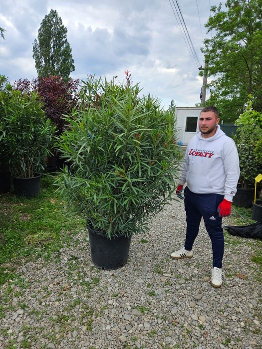 Leandru tufa nerium oleander