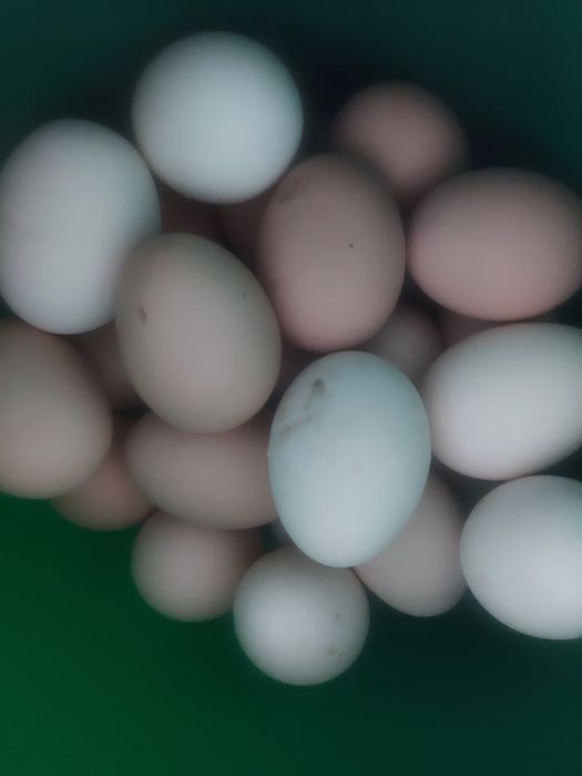 Продается домашний яйцо