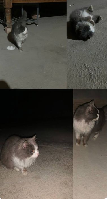 Кошечке нужен дом и семья!