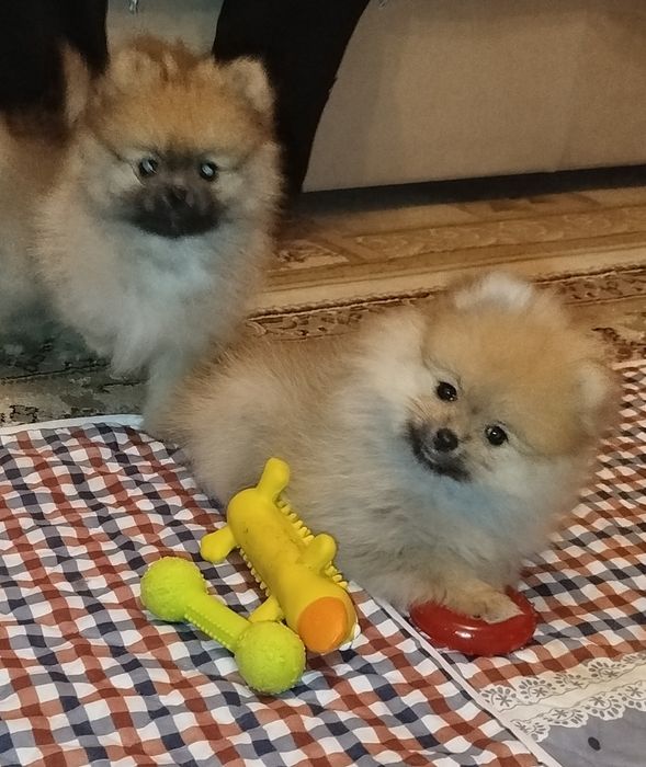 Детки померанского шпица