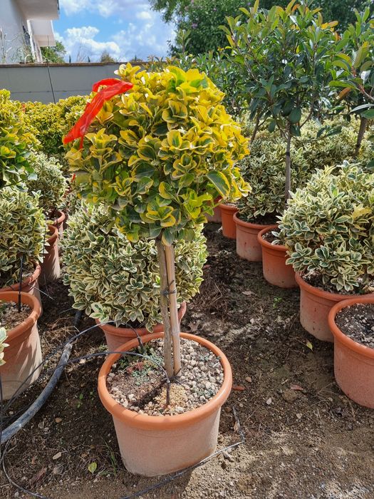 Tuia (tuja) smarald leylandi magnoli prunus  livram in toata tara