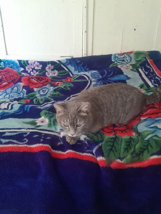 Отдам Бесплатно кошка бепул мушук