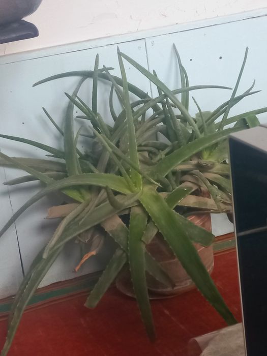 Aloe vera foydali  tez sotiladi narxi kelishiladi.Uy sharoitida