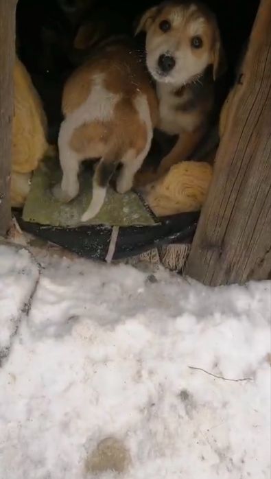 Срочно щенков в хорошие руки! Подкинули!