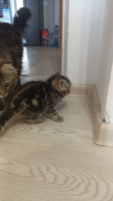 Кошки животные котята