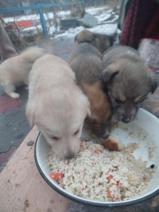 Отдам щенят сосновый бор